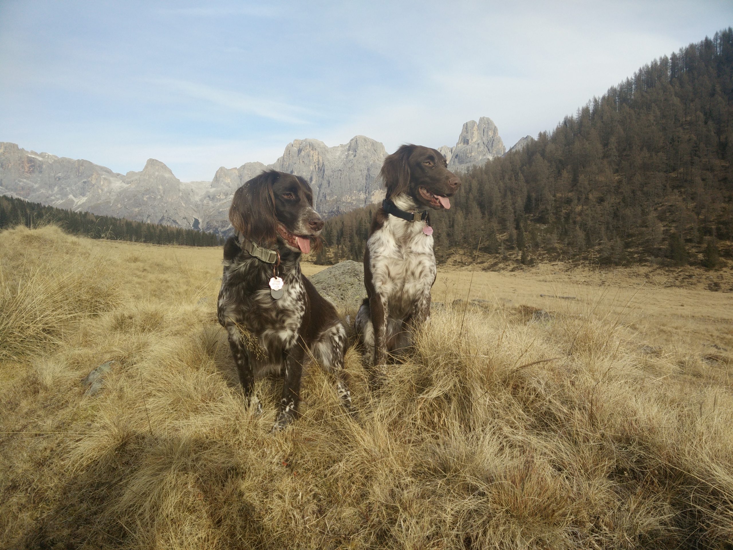 Small Munsterlander Fun(s)
